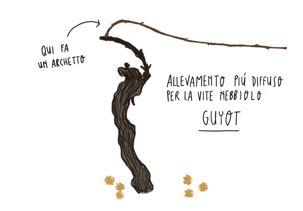 allevamento guyot Nebbiolo