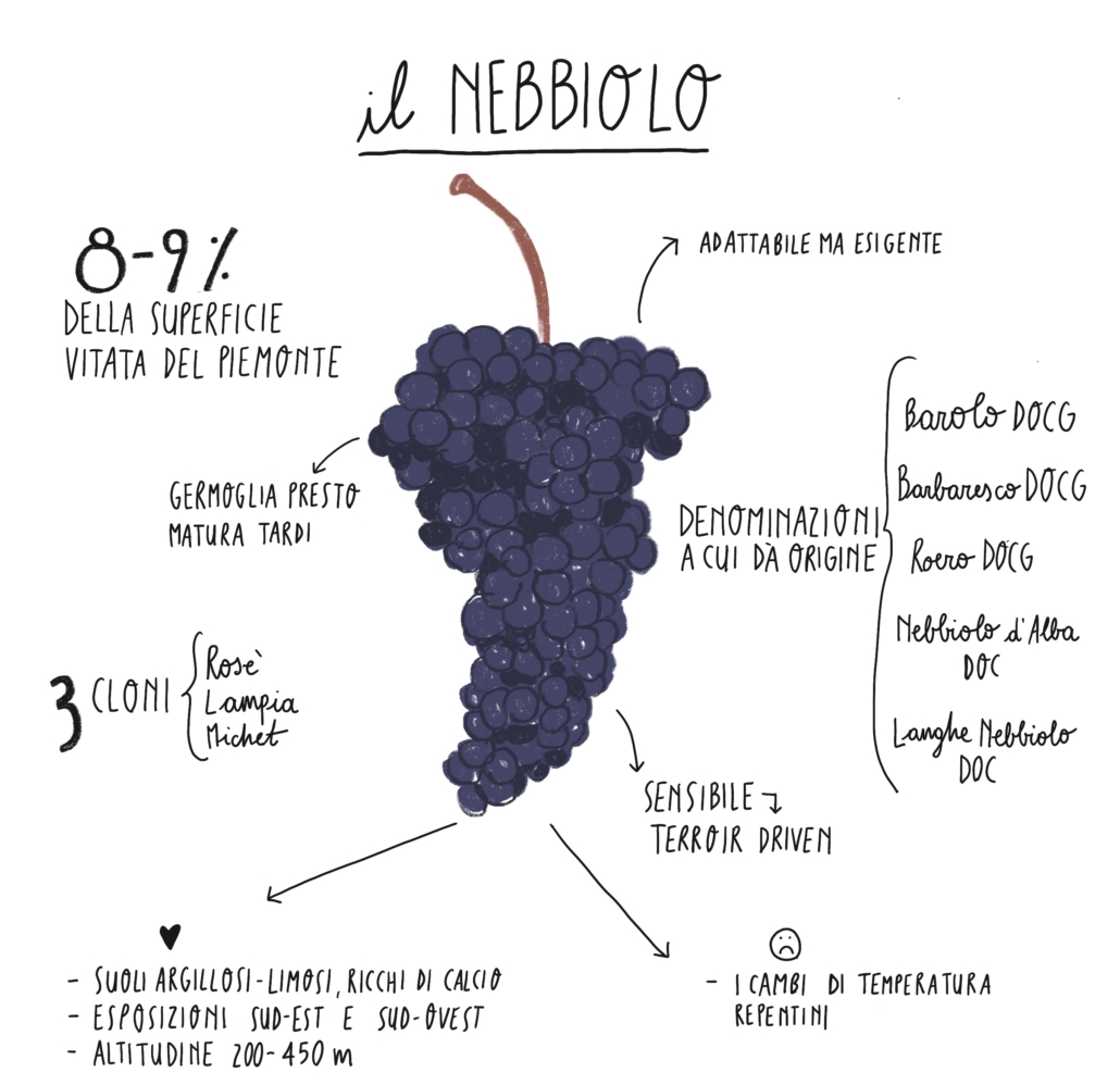 il vitigno Nebbiolo