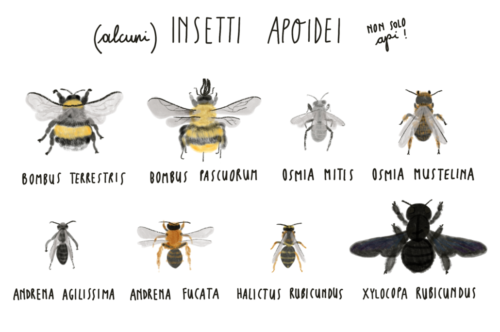 insetti apoidei illustrazione